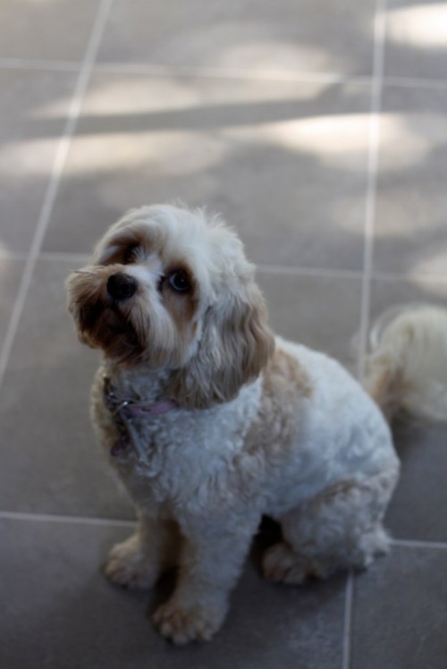 A small white and coffee coloured soft furry dog is sitting on large cream tiles, and staring up at something beyond the top left of the photo.