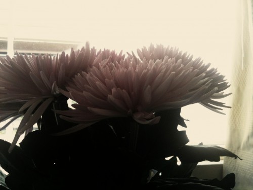 A pinkish toned whimsical photo of three chrysanthemum heads.