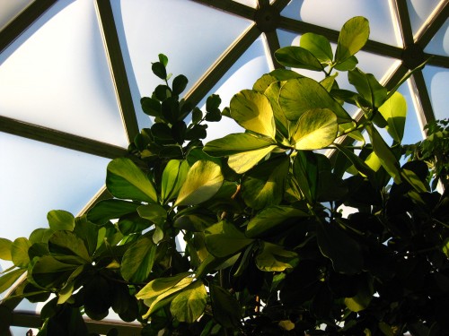 Photo of plants inside a humid climate dome at Mt Coot-tha Botanic Gardens
