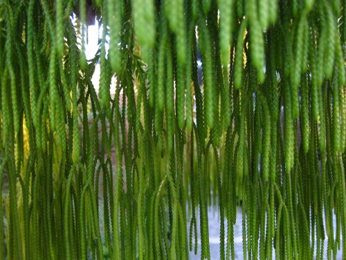 Macro shot of hanging ferns with a plaited texture at Mt Coot-tha Botanic Gardens