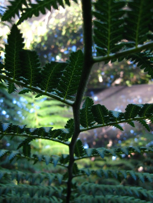 Macro shot of fern at Mt Coot-tha Botanic Gardens