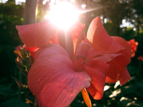 Close up shot of a peach coloured flower with sun glare peeping over petals