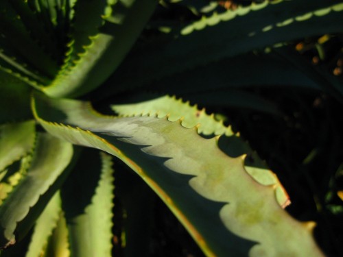 Macro shot of a spiky leafed succulent, the sun casts a ridged shadow in the middle of the leaf.