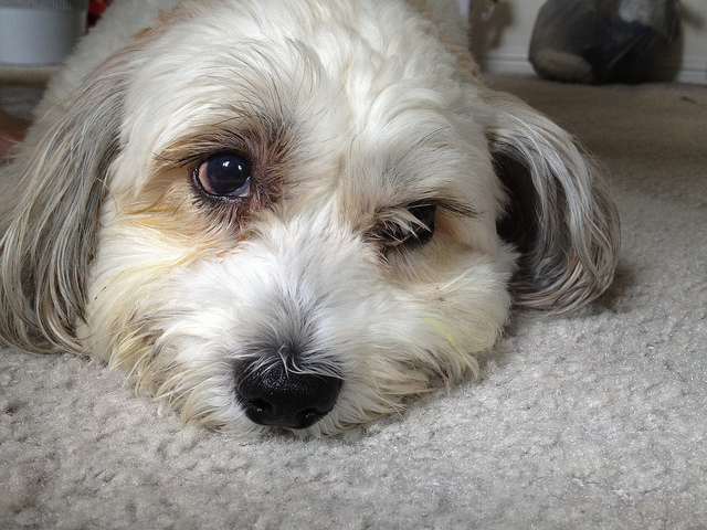 Miffy just before the operation. Her right eye is very swollen (and completely blind). 