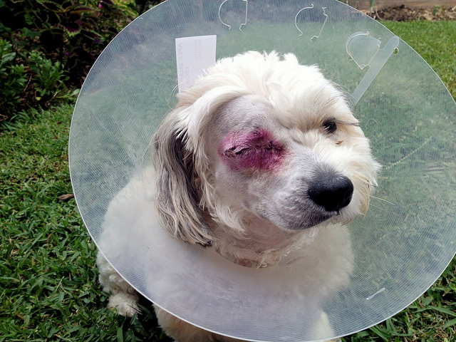 Miffy after her enucleation. Her "non eye" (as we've been calling it!) stained magenta due to whatever the vet put on it. Her E-collar gets in the way of cuddles. I just want to smoosh her!