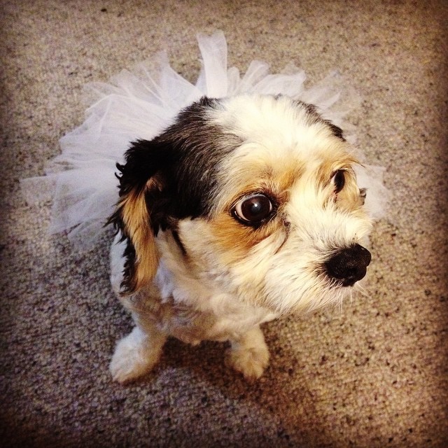 Jess the cavalier/ maltese cross wearing a tutu I made for her.
